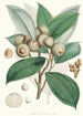 Quercus Lamellosa Ham - Walter Hood Fitch — vista dell’opera