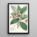 Quercus Lamellosa Ham - Walter Hood Fitch — quadro incorniciato alla parete