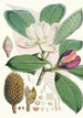 Talauma Hodgsoni Hf e T - Walter Hood Fitch — vista dell’opera