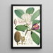 Talauma Hodgsoni Hf e T - Walter Hood Fitch — quadro incorniciato alla parete