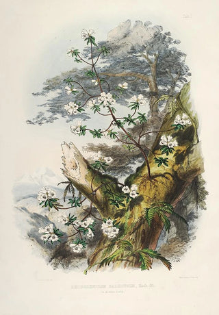 Walter Hood Fitch - The Rhododendrons of SikkimHimalaya Pl01.webp