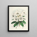 Les Rhododendrons du Sikkim Himalaya Pl02 - Walter Hood Fitch — quadro incorniciato alla parete