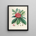 Les Rhododendrons du Sikkim Himalaya Pl03 - Walter Hood Fitch — quadro incorniciato alla parete