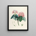 Les Rhododendrons du Sikkim Himalaya Pl05 - Walter Hood Fitch — quadro incorniciato alla parete