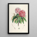 Les Rhododendrons de l'Himalaya de Sikkim Pl06 - Walter Hood Fitch — quadro incorniciato alla parete