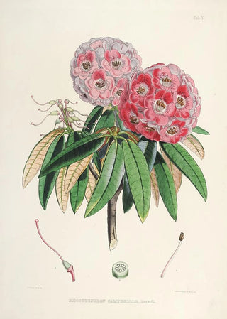Walter Hood Fitch - The Rhododendrons of SikkimHimalaya Pl06.webp