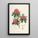 Les Rhododendrons de l'Himalaya de Sikkim Pl07 - Walter Hood Fitch — quadro incorniciato alla parete