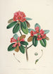 Les Rhododendrons de l'Himalaya de Sikkim Pl07 - Walter Hood Fitch — vista dell’opera