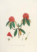 Les Rhododendrons de l'Himalaya de Sikkim Pl08 - Walter Hood Fitch — vista dell’opera