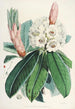 Les Rhododendrons de l'Himalaya de Sikkim Pl09 - Walter Hood Fitch — vista dell’opera