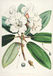 Les Rhododendrons de l'Himalaya de Sikkim Pl11 - Walter Hood Fitch — vista dell’opera