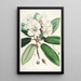 Les Rhododendrons de l'Himalaya de Sikkim Pl11 - Walter Hood Fitch — quadro incorniciato alla parete