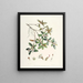 Les Rhododendrons du Sikkim Himalaya Pl13 - Walter Hood Fitch — quadro incorniciato alla parete