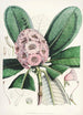 Les Rhododendrons de l'Himalaya de Sikkim Pl15 - Walter Hood Fitch — vista dell’opera