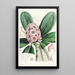 Les Rhododendrons de l'Himalaya de Sikkim Pl15 - Walter Hood Fitch — quadro incorniciato alla parete