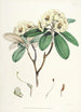 Les Rhododendrons de l'Himalaya de Sikkim Pl16 - Walter Hood Fitch — vista dell’opera