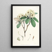 Les Rhododendrons de l'Himalaya de Sikkim Pl16 - Walter Hood Fitch — quadro incorniciato alla parete