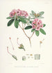 Les Rhododendrons de l'Himalaya de Sikkim Pl17 - Walter Hood Fitch — vista dell’opera