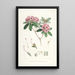 Les Rhododendrons de l'Himalaya de Sikkim Pl17 - Walter Hood Fitch — quadro incorniciato alla parete