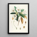 Les Rhododendrons de l'Himalaya de Sikkim Pl18 - Walter Hood Fitch — quadro incorniciato alla parete