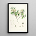 Les Rhododendrons de l'Himalaya de Sikkim Pl19 - Walter Hood Fitch — quadro incorniciato alla parete