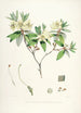 Les Rhododendrons de l'Himalaya de Sikkim Pl19 - Walter Hood Fitch — vista dell’opera
