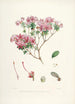 Les Rhododendrons de l'Himalaya de Sikkim Pl20 - Walter Hood Fitch — vista dell’opera