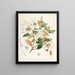 Les Rhododendrons du Sikkim-Himalaya Pl21 - Walter Hood Fitch — quadro incorniciato alla parete