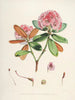 Les Rhododendrons du Sikkim-Himalaya Pl22 - Walter Hood Fitch — vista dell’opera
