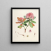Les Rhododendrons du Sikkim-Himalaya Pl22 - Walter Hood Fitch — quadro incorniciato alla parete