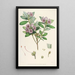 Les Rhododendrons de l'Himalaya de Sikkim Pl24 - Walter Hood Fitch — quadro incorniciato alla parete