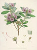 Les Rhododendrons de l'Himalaya de Sikkim Pl24 - Walter Hood Fitch — vista dell’opera
