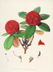 Les Rhododendrons de l'Himalaya de Sikkim Pl25 - Walter Hood Fitch — vista dell’opera