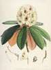 Les Rhododendrons du Sikkim-Himalaya Pl27 - Walter Hood Fitch — vista dell’opera