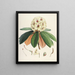 Les Rhododendrons du Sikkim-Himalaya Pl27 - Walter Hood Fitch — quadro incorniciato alla parete