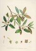 Les Rhododendrons de l'Himalaya de Sikkim Pl28 - Walter Hood Fitch — vista dell’opera