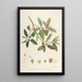 Les Rhododendrons de l'Himalaya de Sikkim Pl28 - Walter Hood Fitch — quadro incorniciato alla parete