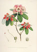 Les Rhododendrons de l'Himalaya de Sikkim Pl29 - Walter Hood Fitch — vista dell’opera