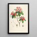 Les Rhododendrons de l'Himalaya de Sikkim Pl29 - Walter Hood Fitch — quadro incorniciato alla parete