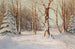 Foresta invernale - Walter Moras — vista dell’opera