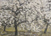 Alberi da frutto in fiore - Walther Gamerith — vista dell’opera