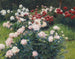 Peonie - Wilhelm Bernatzik — vista dell’opera