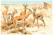 Gazelle Dorcas - Wilhelm Kuhnert — vista dell’opera