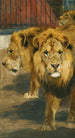 Lions - Wilhelm Kuhnert — vista dell’opera