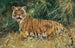 Tigre in allerta - Wilhelm Kuhnert — vista dell’opera