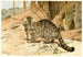 Chat sauvage - Wilhelm Kuhnert — vista dell’opera