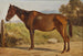 Rosinante, studio di un vecchio cavallo in piedi - Wilhelm Marstrand — vista dell’opera