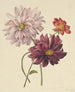 Dahlias - Willem Hekking — vista dell’opera
