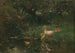 Canetons - Willem Maris — vista dell’opera