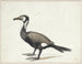 Cormoran - Willem Roelofs — vista dell’opera